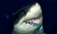 The number of sharks that attacked people in 2010 was a record high