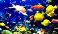 The ocean is not the place where cell life begins