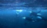 The ocean is poisoned, half of the killer whales will die