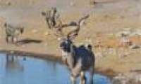 The old antelope wisely escaped death before the hyenas
