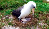 The oldest albatross bird in the world still lays eggs at the age of 70