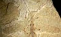 The oldest fossil of rod-shaped insects
