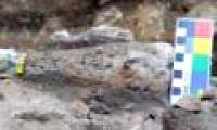 The oldest fossils of mankind