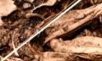 The oldest mummy 'mummy'