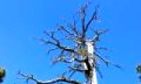 The oldest old pine in Europe