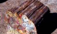 The oldest wood fossil