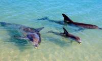 The only beach in the world where dolphins visit every day
