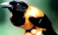 The only bird in the world that has poison, touching feathers can lose its life