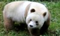 The only brown pandas in the world eat 40kg of bamboo each day