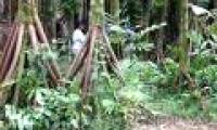 The only exotic 'walking tree' in the world