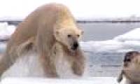 The only way of hunting for polar bears
