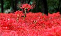 The origin and spiritual meaning of the flower of the other shore that not everyone knows