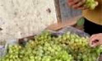 The origin of cheap green grapes in Hanoi