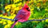 The origin of feathers in birds?