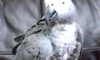 The parrot knows how to sing
