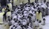 The penguin bunched up to warm the cubs