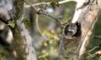 The perfect couple hide in the tree hole
