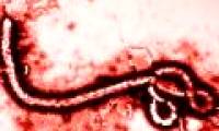 The person with Ebola has never recovered, the Ebola virus has fooled us all