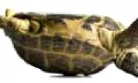 The phenomenon of a belly-backed turtle turns itself over