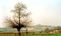 The phenomenon of trees growing on unusual trees in Italy