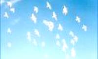The pigeon also distinguishes caste in the herd