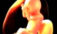 The placenta test helps detect autism risk