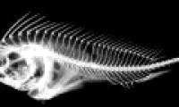 The poisonous fish hides the sword in its head