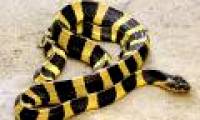 The poisonous snake of Vietnam makes American soldiers build their hair