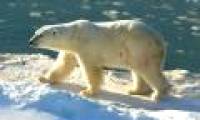 The polar bear again collides with the brown bear