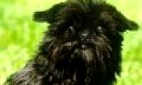 The poodle has the beauty of