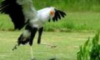 The power of the ninja bird's kick