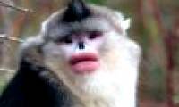 The primates are full of roses every mating season