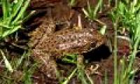 The probiotic bacteria prevents dangerous skin diseases in frogs