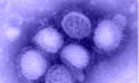 The process of forming the H1N1 virus