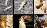 The process of pupating molting into cicadas