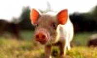 The prospect of pig lung transplantation into the human body