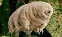 The protein that makes water bears immortal