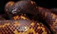 The python has a hard skin like armor