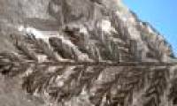 The quest for the forest 280 million years ago in Antarctica