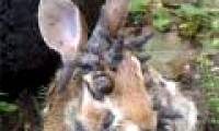 The rabbit 'monster' grows horny all over his head