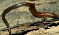 The 'rainbow' lizard appears in Cambodia