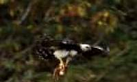 The raptors have a two-meter wingspan