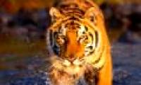 The rare Bengal tiger is threatened with extinction