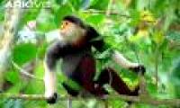 The rare species of langurs in Vietnam