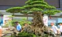 The rare 'super bonsai' silver billions in Vietnam