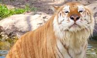 The rarest animal on the planet, there are only 30 individuals in the world