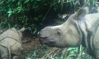The rarest animal on the planet, there are only 80 left in the world