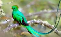 The rarest bird in the world cannot be imprisoned for special reasons