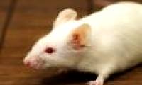 The rats are prostrate and have a human immune system