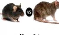 The rat's tears and the sudden detection of the ability to